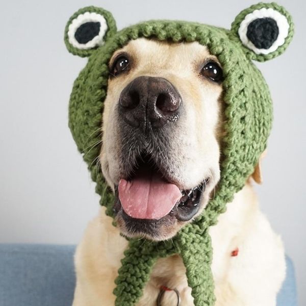 Bonnet pour Chien au Tricot XL