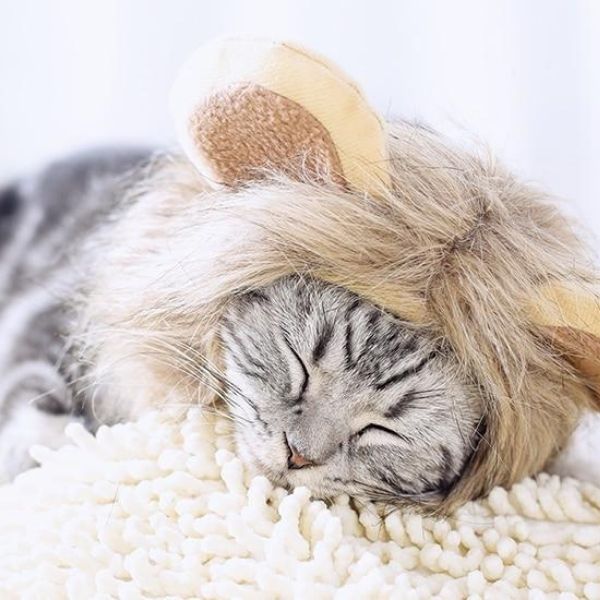 Bonnet pour Chat Cosplay Lion