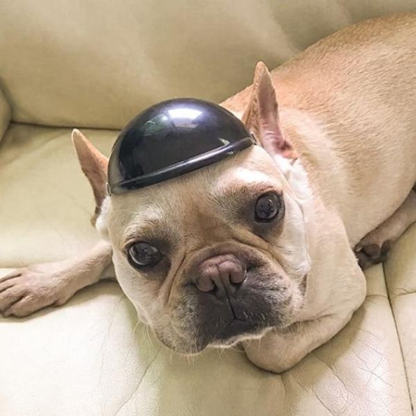 Chapeau pour Chien Protection Moto