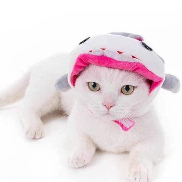 Bonnet pour Chat Requin Blanc