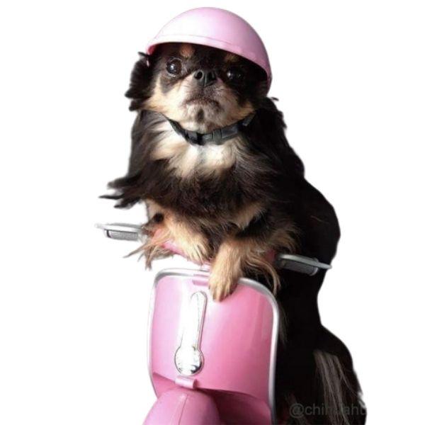Casque Moto Petit Chien | Bob Nation