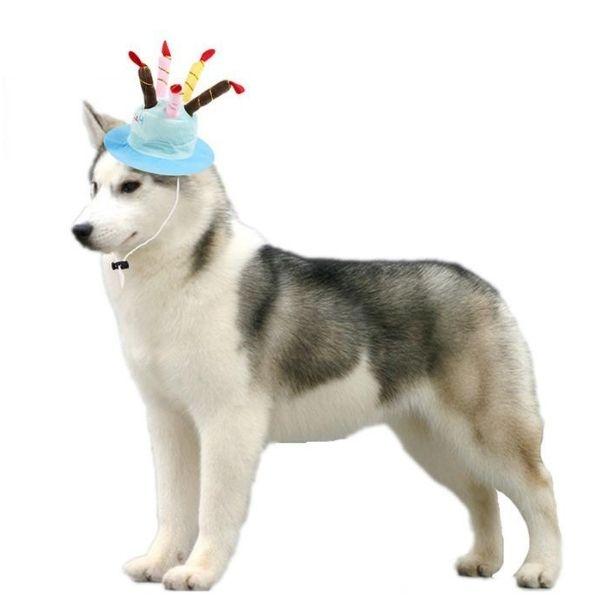 Chapeau Anniversaire pour Chien | Bob Nation