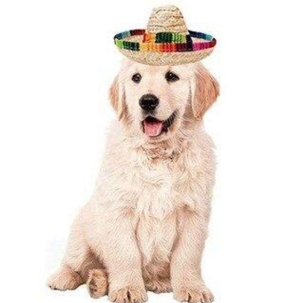 Chapeau Chien Mexicain | Bob Nation