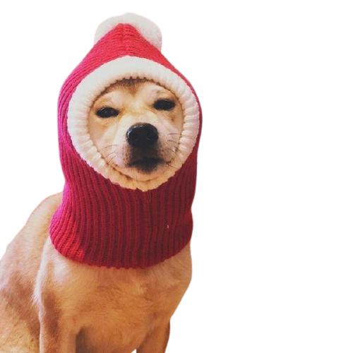 Chapeau de Noël Chien | Bob Nation