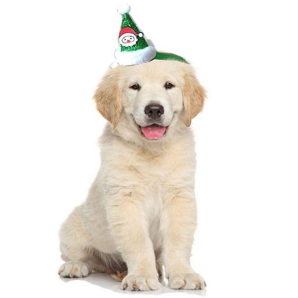 Chapeau Fête Chien | Bob Nation