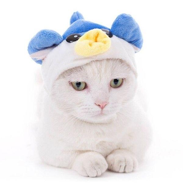 Chat Mignon Chapeau | Bob Nation