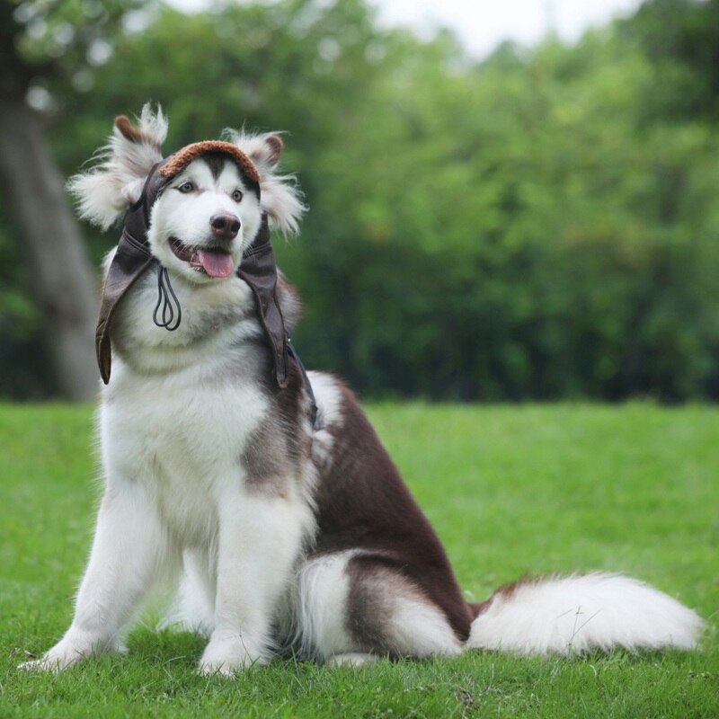 Bonnet pour Chien Aviateur WW2