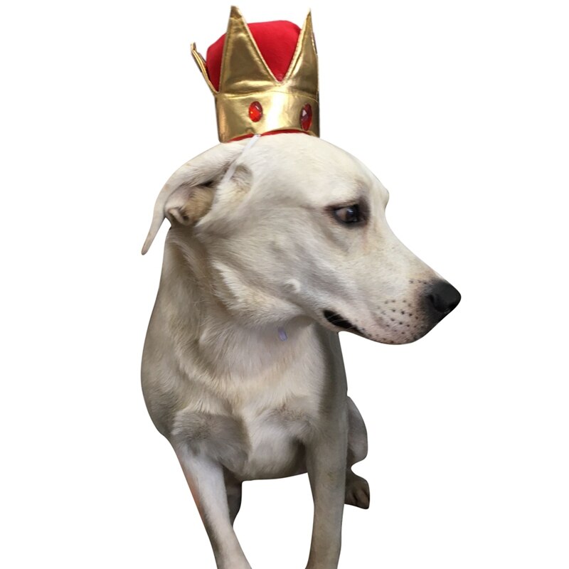 Chapeau pour Chien Couronne Royal