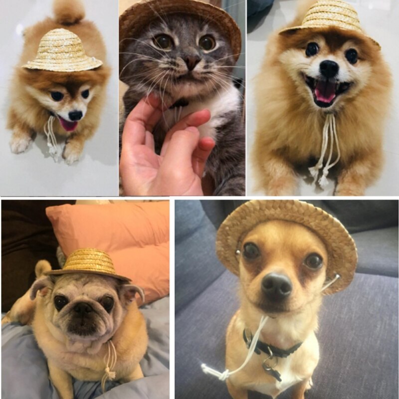 Chapeau pour Chien Paille Tropical