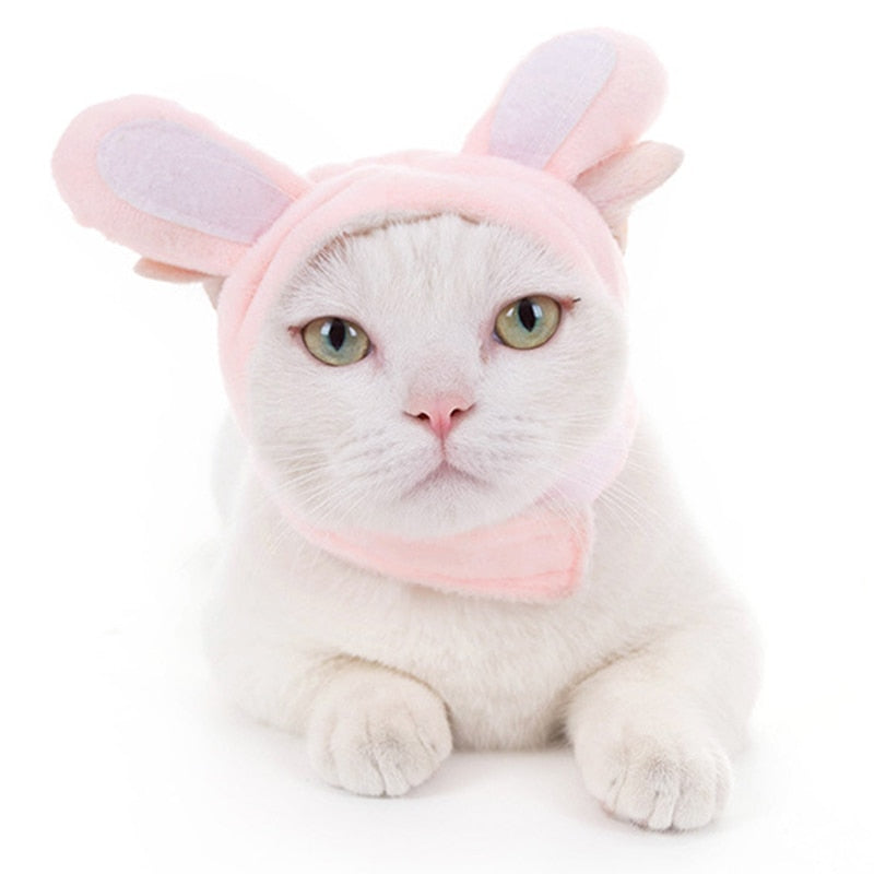 Bob pour Chat Mignon