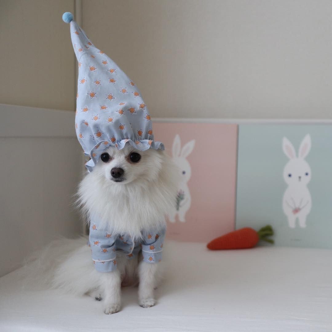Chapeau pour Chien & Pyjama de Nuit