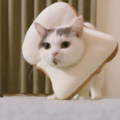 Chapeau pour Chat Cosplay Toast